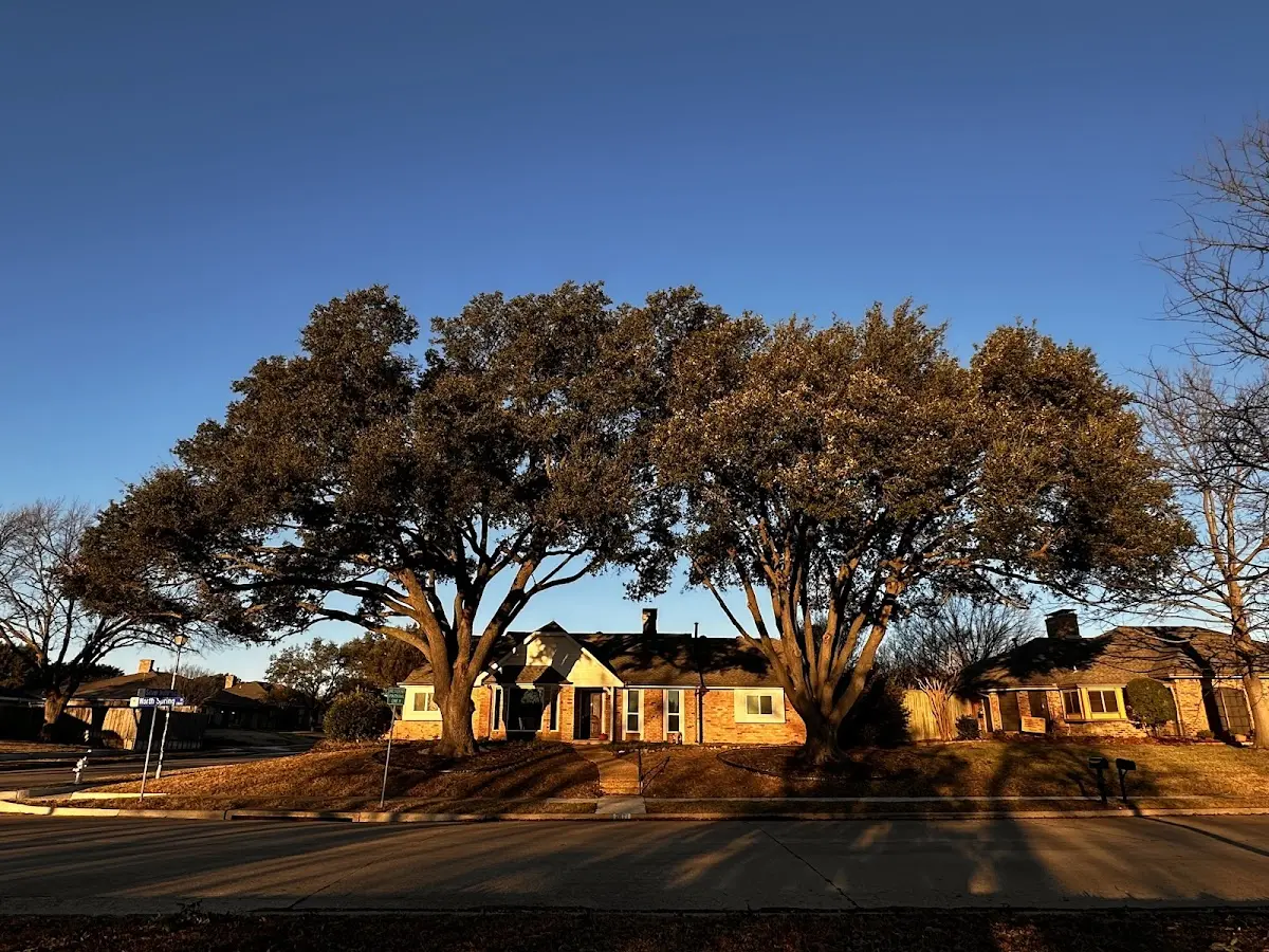Established residential canopy tree shading a home in Tacna
